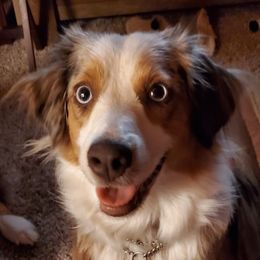 Australian Shepherds and Miniature American Shepherds from River Raine Minis