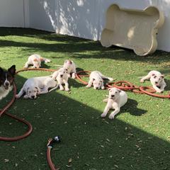 Dogo Argentino and Greyhound Puppies from Wayward Dogos and Hounds
