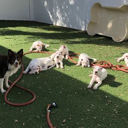 Dogo Argentino and Greyhound Puppies from Wayward Dogos and Hounds