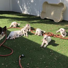 Dogo Argentino and Greyhound Puppies from Wayward Dogos and Hounds