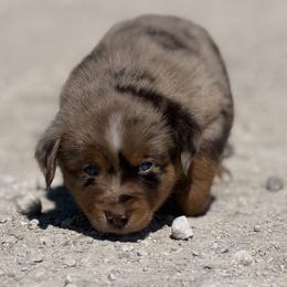 Enzo - Red merle male Miniature Australian Shepherd puppy in Bogata, Texas from Maple Creek Run
