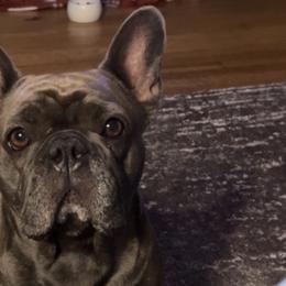 Dachshunds and French Bulldogs from Bad to the Bone French Bullies