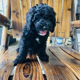 Goldendoodle Puppies from Magnolia Mini Goldendoodles