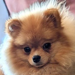 Cardi B - Pomeranian