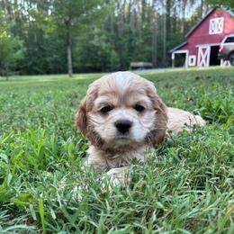 Sawyer - Buff male Cocker Spaniel puppy in Spotsylvania, Virginia from Wilkshire Farm