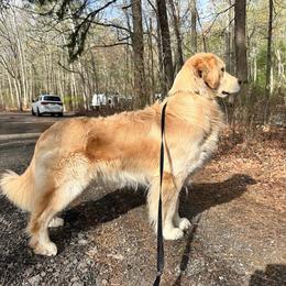 Golden Retriever puppies from Goldens