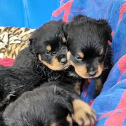 Rottweiler Puppies from Vom Hirschman Rottweiler
