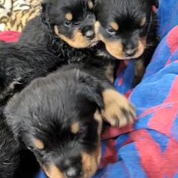 Rottweiler Puppies from Vom Hirschman Rottweiler