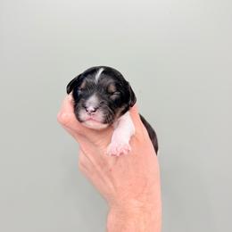 Thing - Black and white male Cavapoo puppy in Springfield, Ohio from Dawson & Daryn's Royal Companions