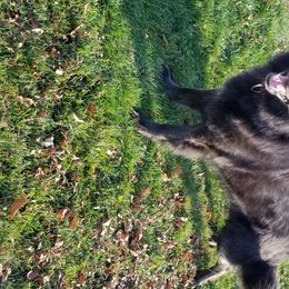 Opie  - German Shepherd