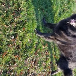 Opie  - German Shepherd