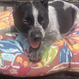 Australian Cattle Dog Puppies from Quarter Acre Farms