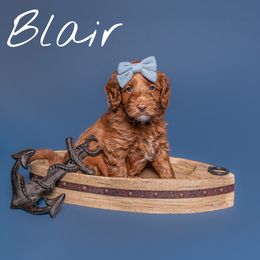 Australian Labradoodle Puppies from Swinging Gate Labradoodles