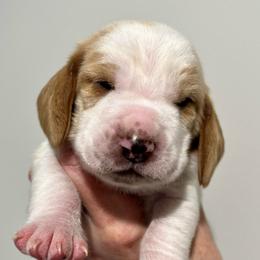 Cadbury (black) - Red and white male Basset Hound puppy in Kingsport, Tennessee from Bear’s Bassets