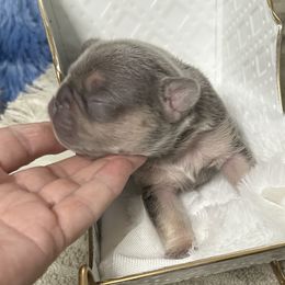 Parker - Blue male French Bulldog puppy in Peru, Indiana from Angie's Little Bostons And Frenchies