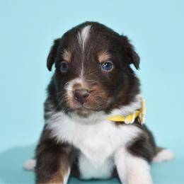 Max - Red tri-color male Australian Shepherd puppy in Placerville, California from BFF Aussies