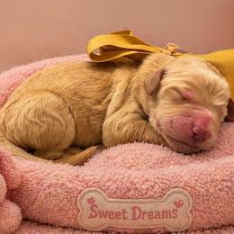 Gemma - Cream female Goldendoodle puppy in The Woodlands, Texas from Gracie's Goldendoodles and Bernedoodles