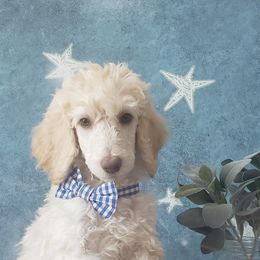 Poodle Puppies from Krystyana's Poodles