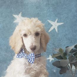 Poodle Puppies from Krystyana's Poodles