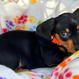 Autumn - Black and tan female Dachshund puppy in Brooksville, Florida from Ween Acres