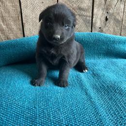Ebony - Black male Australian Shepherd puppy in Whitwell, Tennessee from Owl Hollow Farm
