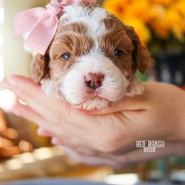 Spark - Blenheim female Cavapoo puppy in Salado, Texas from Red Ranch Dogs