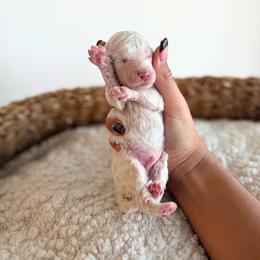 SOFT TOP - Parti male Goldendoodle puppy in Ivins Utah, Utah from Luxi Paws Doodles