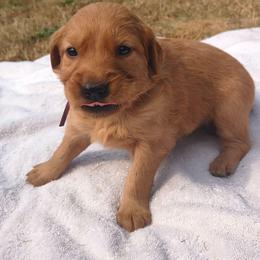Rhubarb- Wine collar (2nd pick female) - Dark golden female Golden Retriever puppy in Tenino, Washington from Oak River Goldens'
