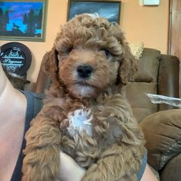 Betty - Red  female Goldendoodle puppy in Haddam, Kansas from Golden B Acres