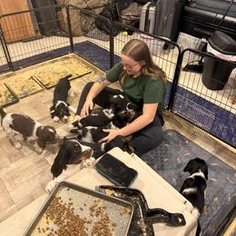 English Springer Spaniel Puppies from Stormin Pine and Prairie Springers