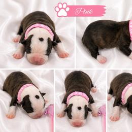 Pink collar - Black brindle and white female Boston Terrier puppy in Sunnyside, Washington from Boston Terriers