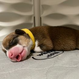 Pembroke Welsh Corgi Puppies from Swezey Pembroke Welsh Corgis