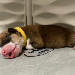 Pembroke Welsh Corgi Puppies from Swezey Pembroke Welsh Corgis