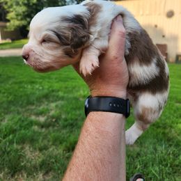 Girl 1 - Red merle Miniature Australian Shepherd puppy in New London, Minnesota from TWO ACRE HILLS