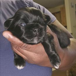 Mocha - Chocolate female Shih Tzu puppy in Greer, South Carolina from My Precious Paws – Shih Tzu