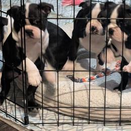 Boston Terrier Puppies from Boston's Boston Terriers AKC