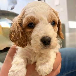 Poppi - White female Cavapoo puppy in Pasco, Washington from Beth's Cavapoos