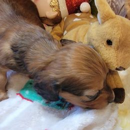 Dancer - Red male Dachshund puppy in Terlton, Oklahoma from CLARK'S BREEDING PROGRAM