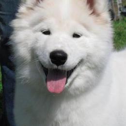 Samoyed Puppies from Firecloud Samoyeds