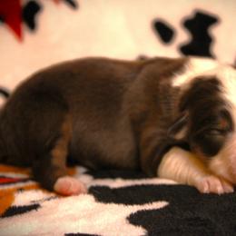 Foxy - Red tri female Miniature Australian Shepherd puppy in Menomonee Falls, Wisconsin from Hunt N Oaks