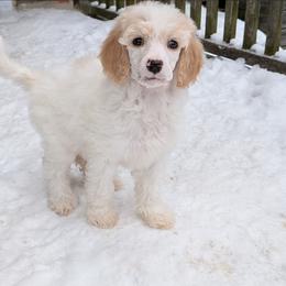 Bad bunny - Parti female Poodle puppy in Manitowoc, Wisconsin from Wonderland Kennel
