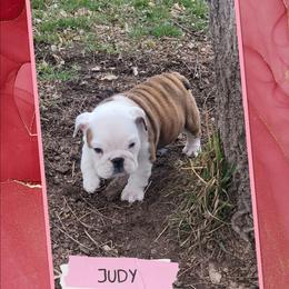 Big Booty Judy - Red brindle and white female Bulldog puppy in Missoula, Montana from Dazzle's Bulldogs