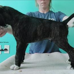 Black Beauties Backlash - Brindle male Boxer puppy in Elizabeth City, North Carolina from Black Beauties Boxers