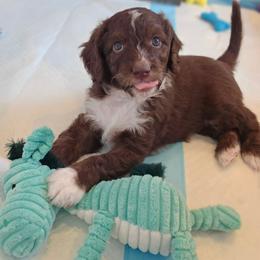 Violet - Brown and white female Aussiedoodle puppy in Prescott Valley, Arizona from Ramirez Family Doodles
