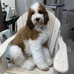 Assorted Doodle Crosses, Australian Shepherds, Bernedoodles, and Saint Berdoodles from Donciedoodlesohio.com