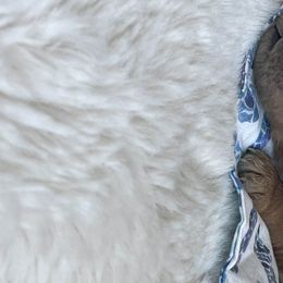 Boy 6 - Goldendoodle puppy in Redding, California from Surfer Doodles