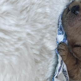 Boy 6 - Goldendoodle puppy in Redding, California from Surfer Doodles