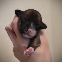 Slate Hairless Girl - Slate female Chinese Crested puppy in Tomball, Texas from Gracieux Chinese Cresteds
