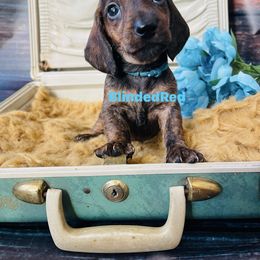 Teal - Brindle female Dachshund puppy in Leoma, Tennessee from Southbound Kennel