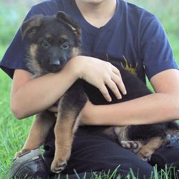 German Shepherd Puppies from Valiant Shepherds